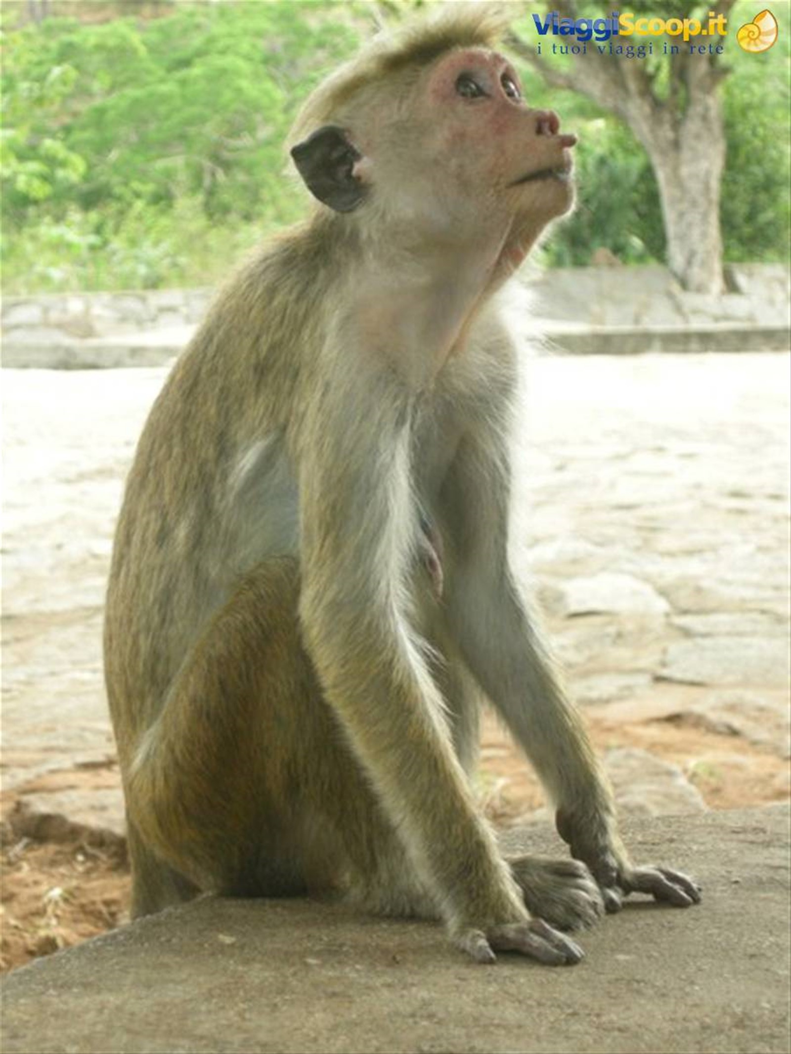 Foto di viaggio in SRI LANKA