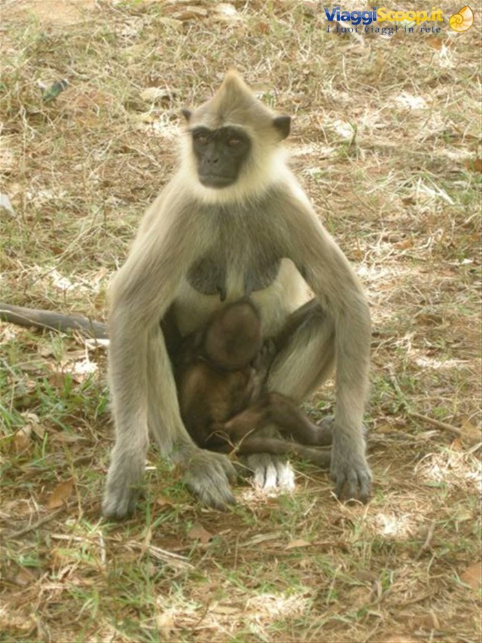 Anuradaphura