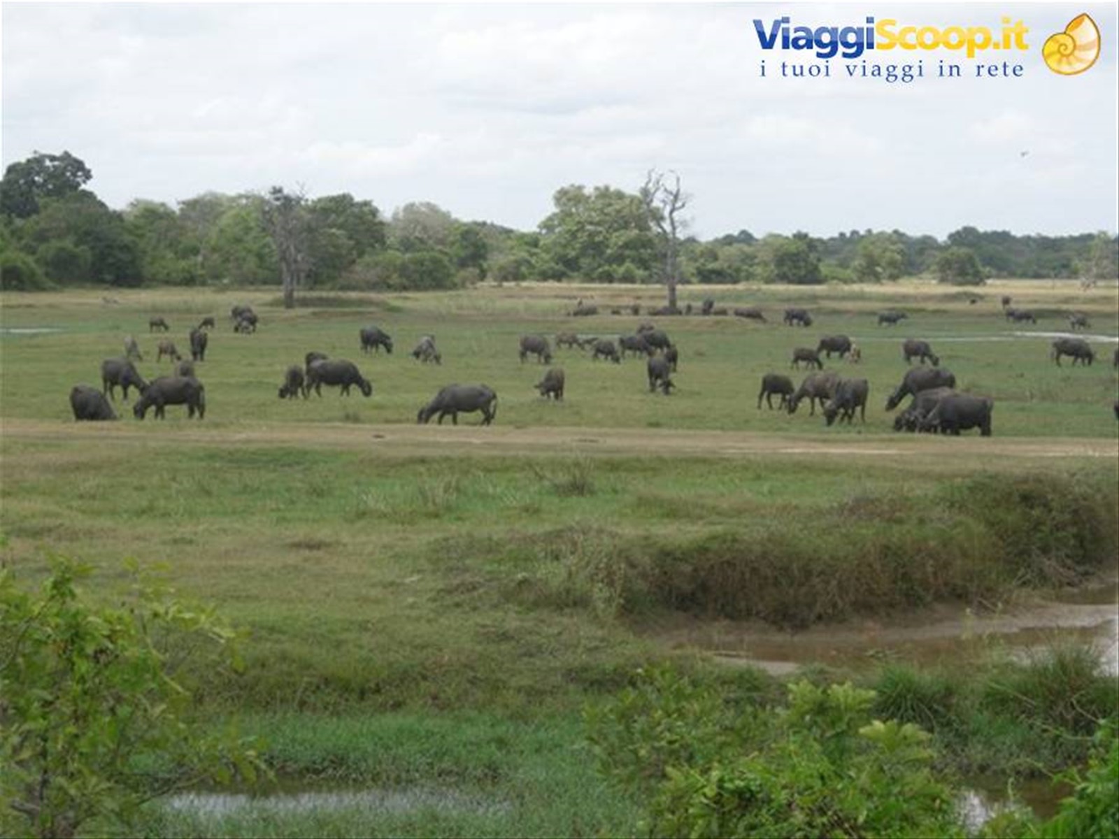 Foto di viaggio in SRI LANKA