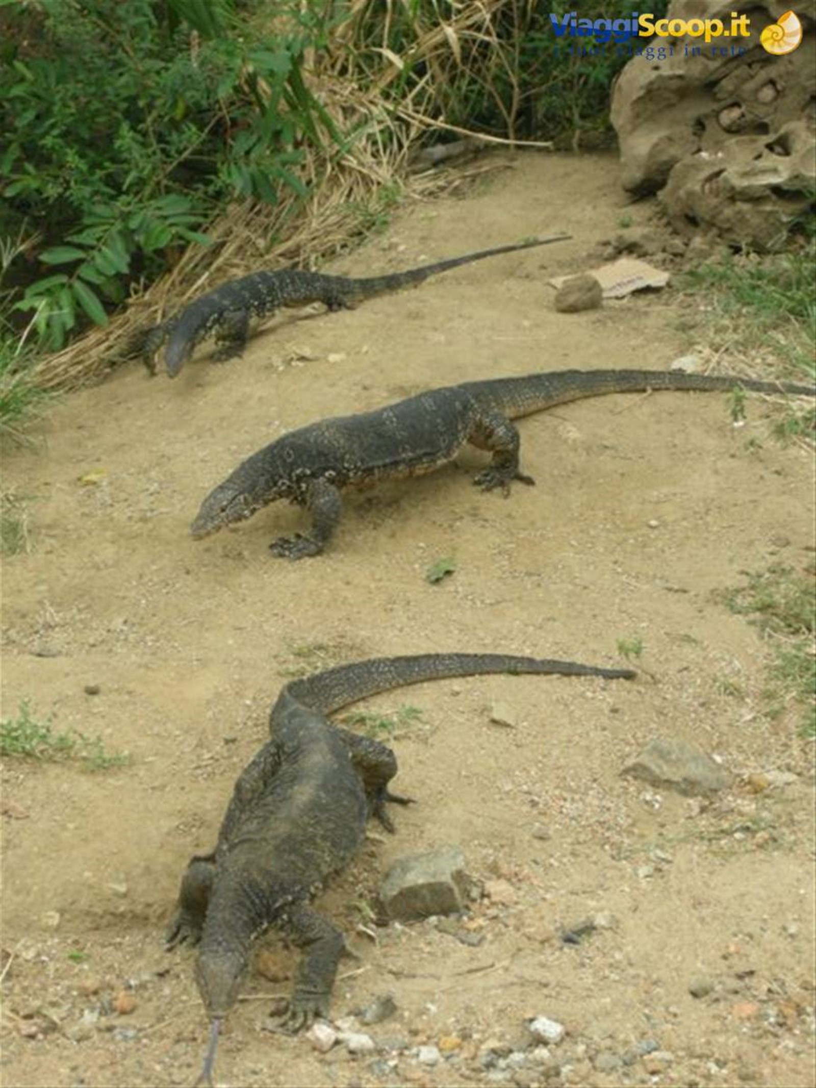 Foto di viaggio in SRI LANKA