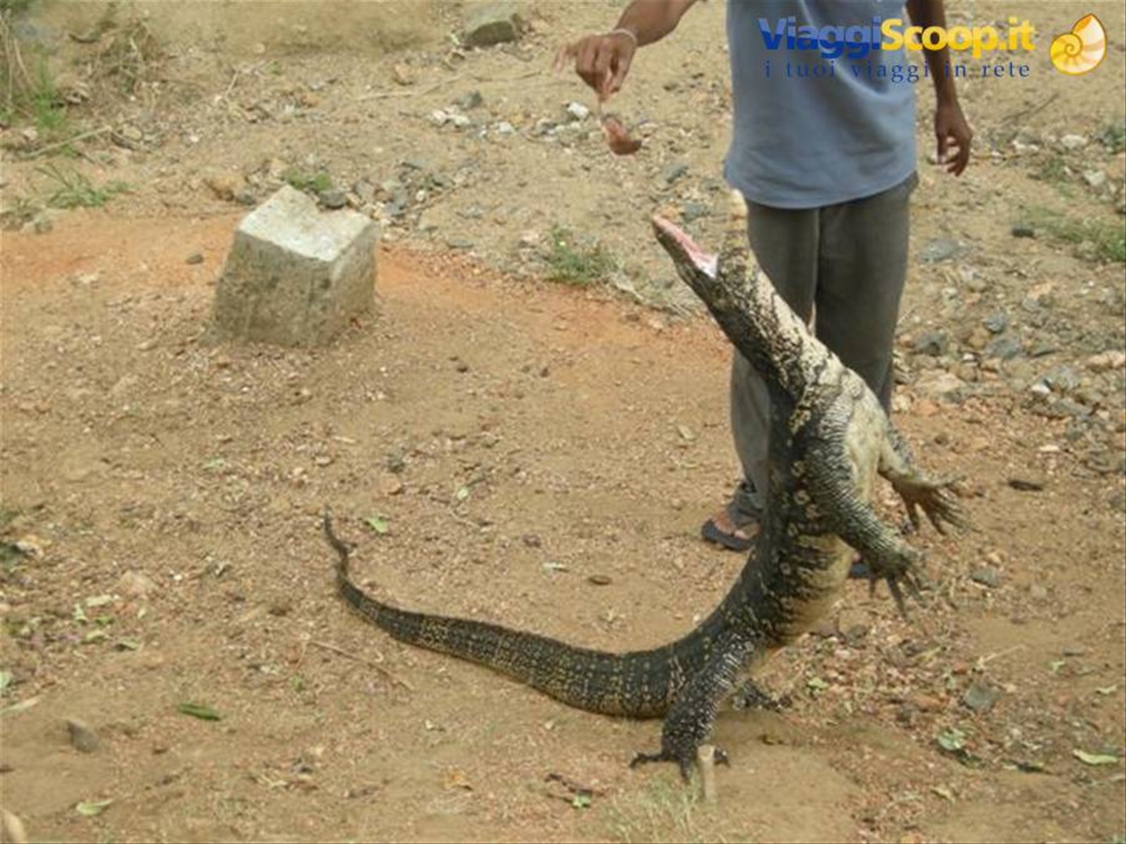 Foto di viaggio in SRI LANKA