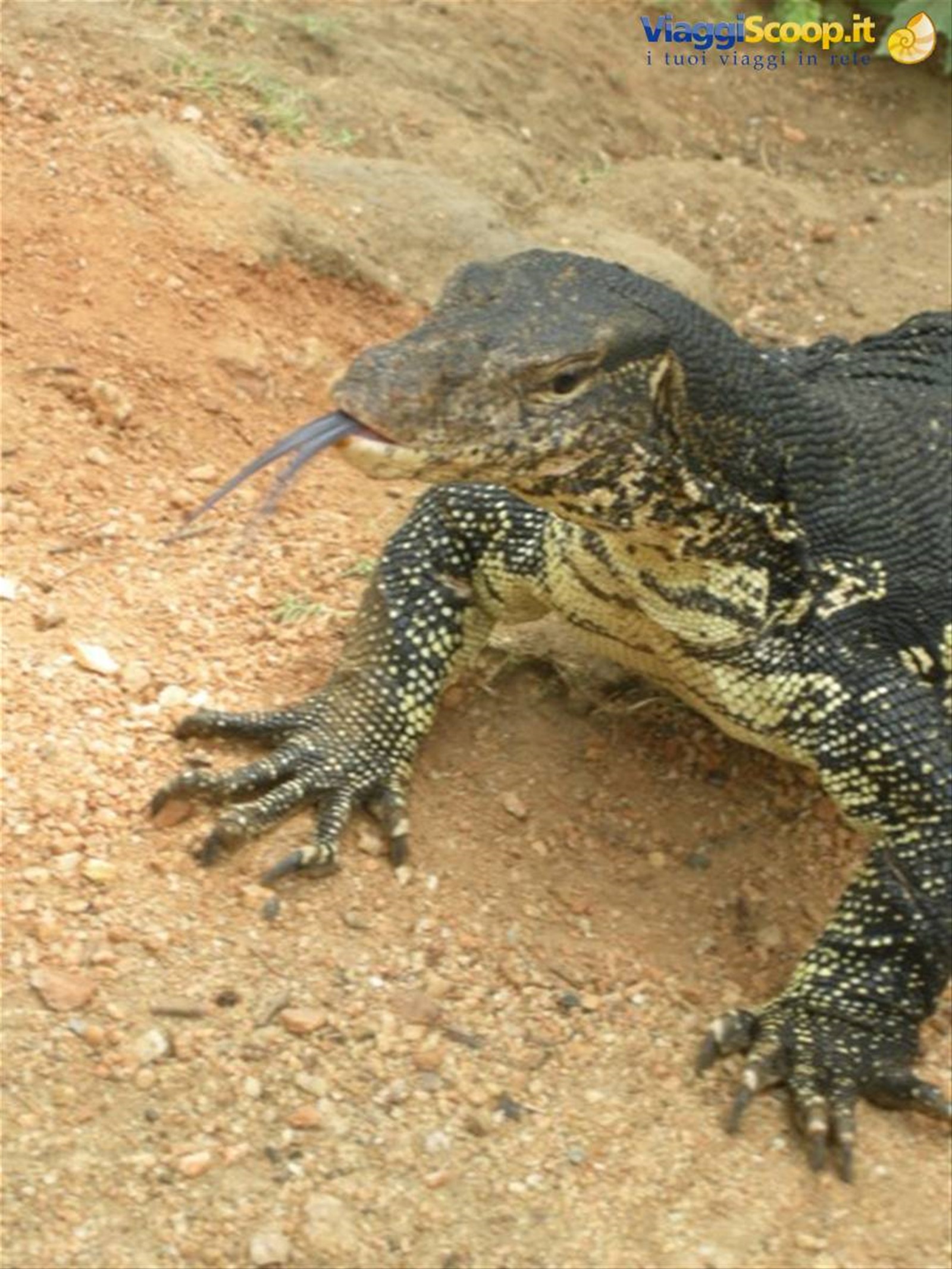 Foto di viaggio in SRI LANKA