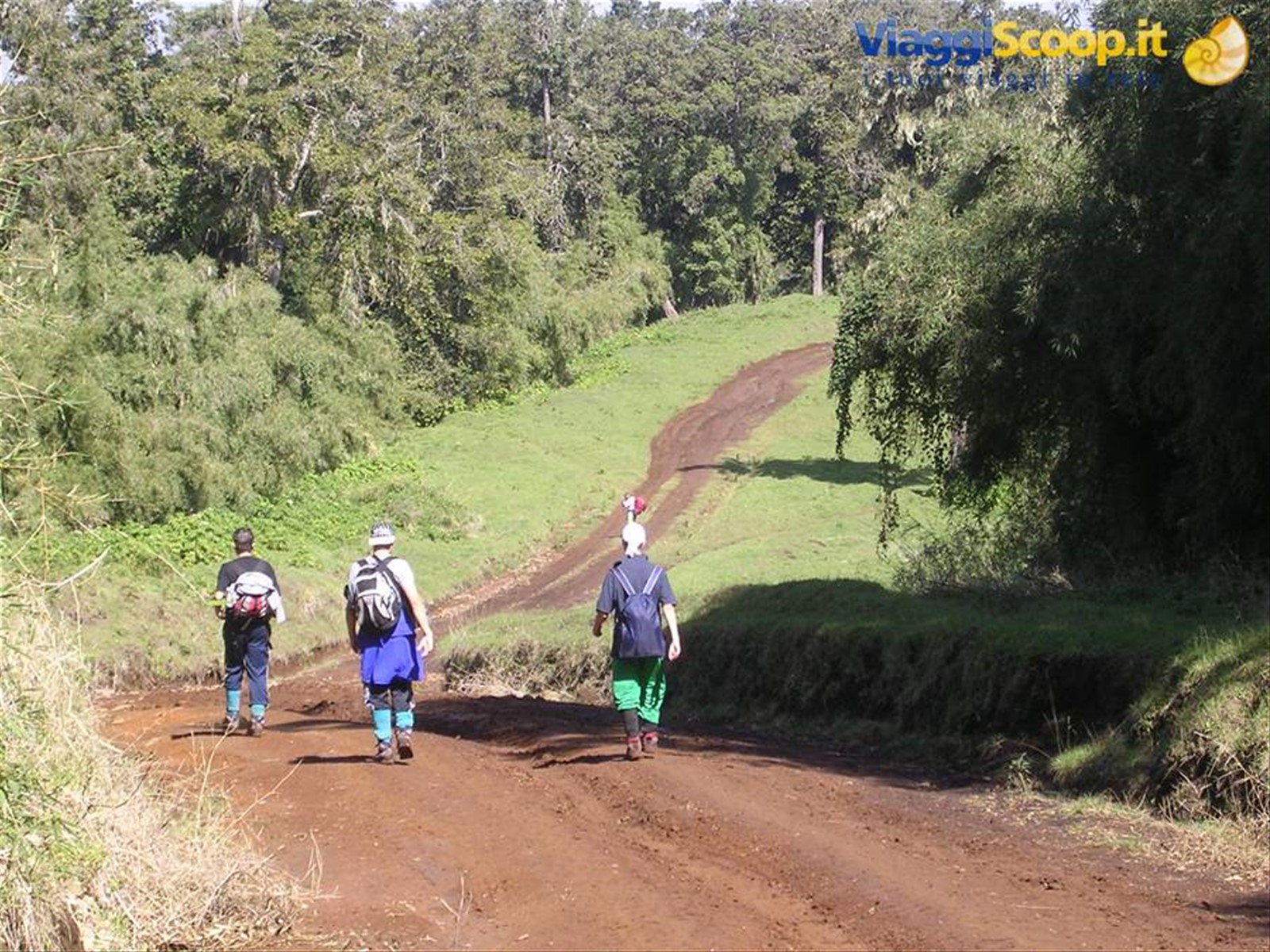 foresta pluviale alle basi del monte Kenya (3300 mt)