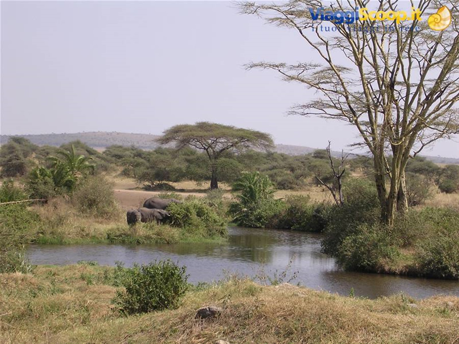 Serengeti