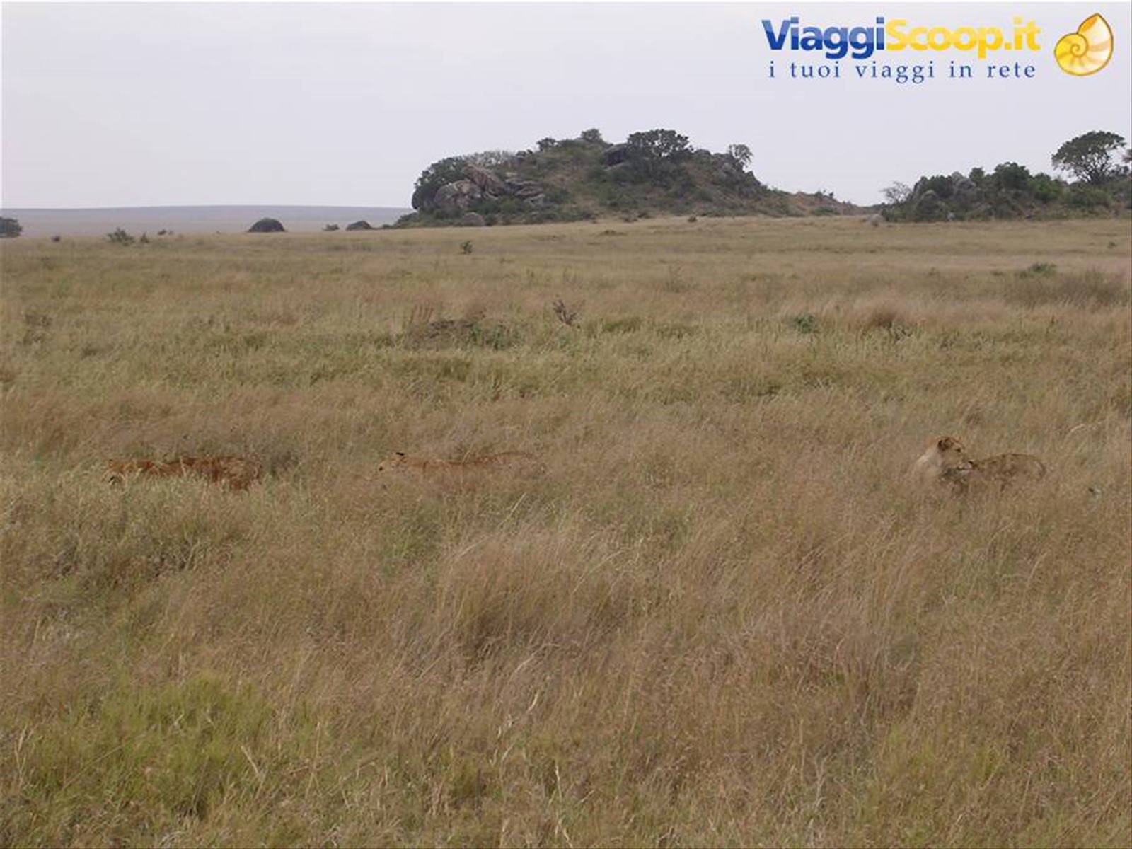 Serengeti