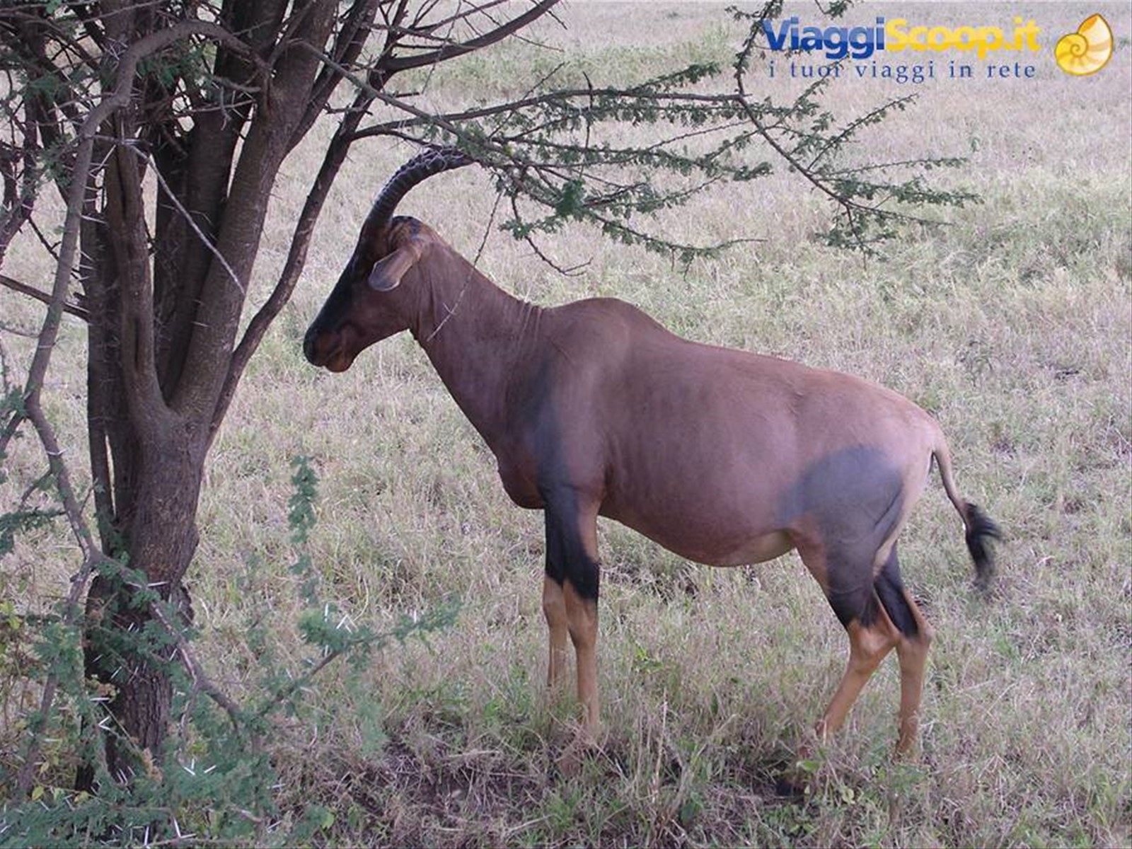 Serengeti