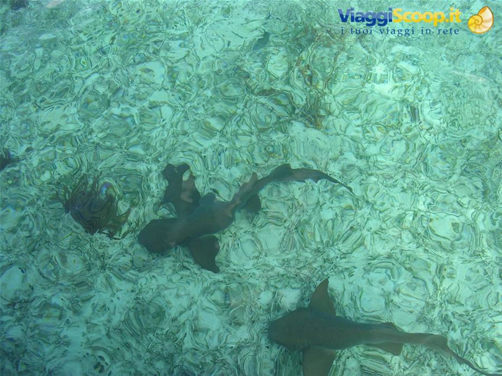 squali a Caye Caulker