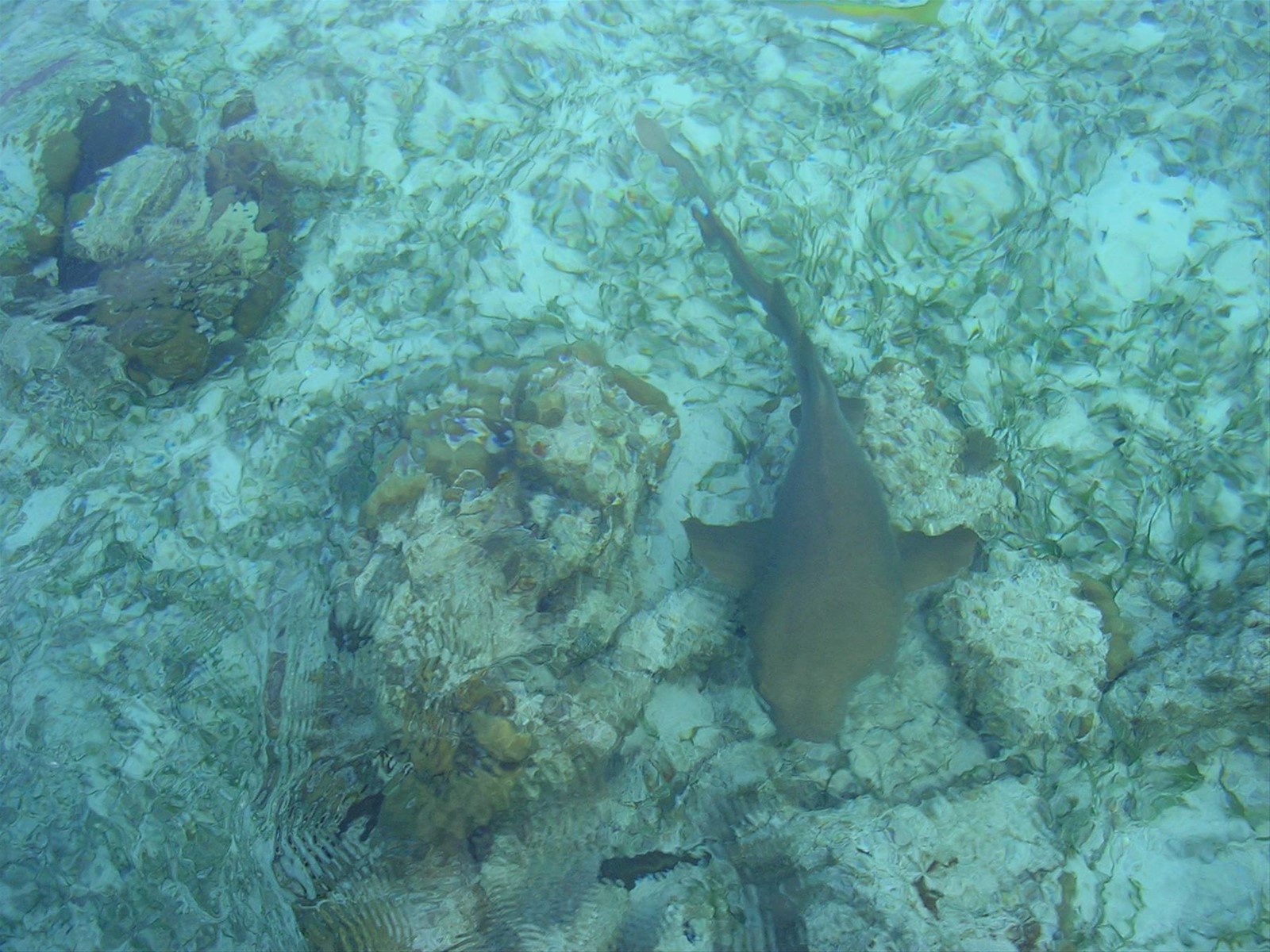 squali a Caye Caulker
