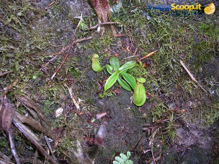 la pianta carnivora più piccola al mondo