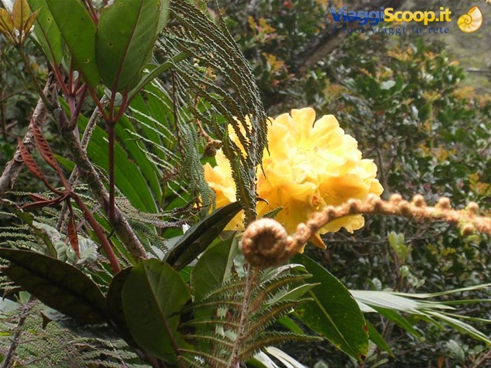 orchidea gialla