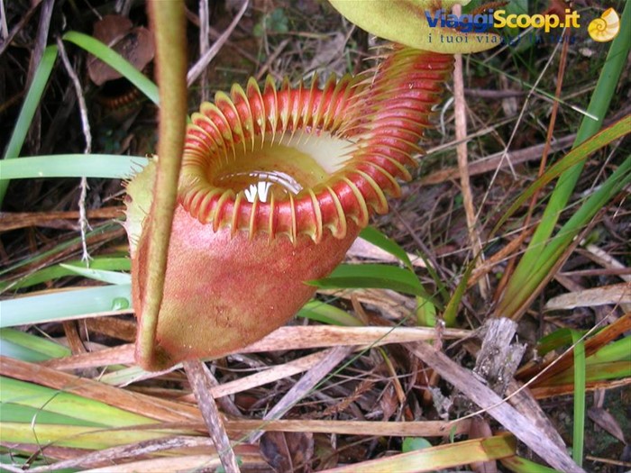 la pianta carnivora più grande al mondo