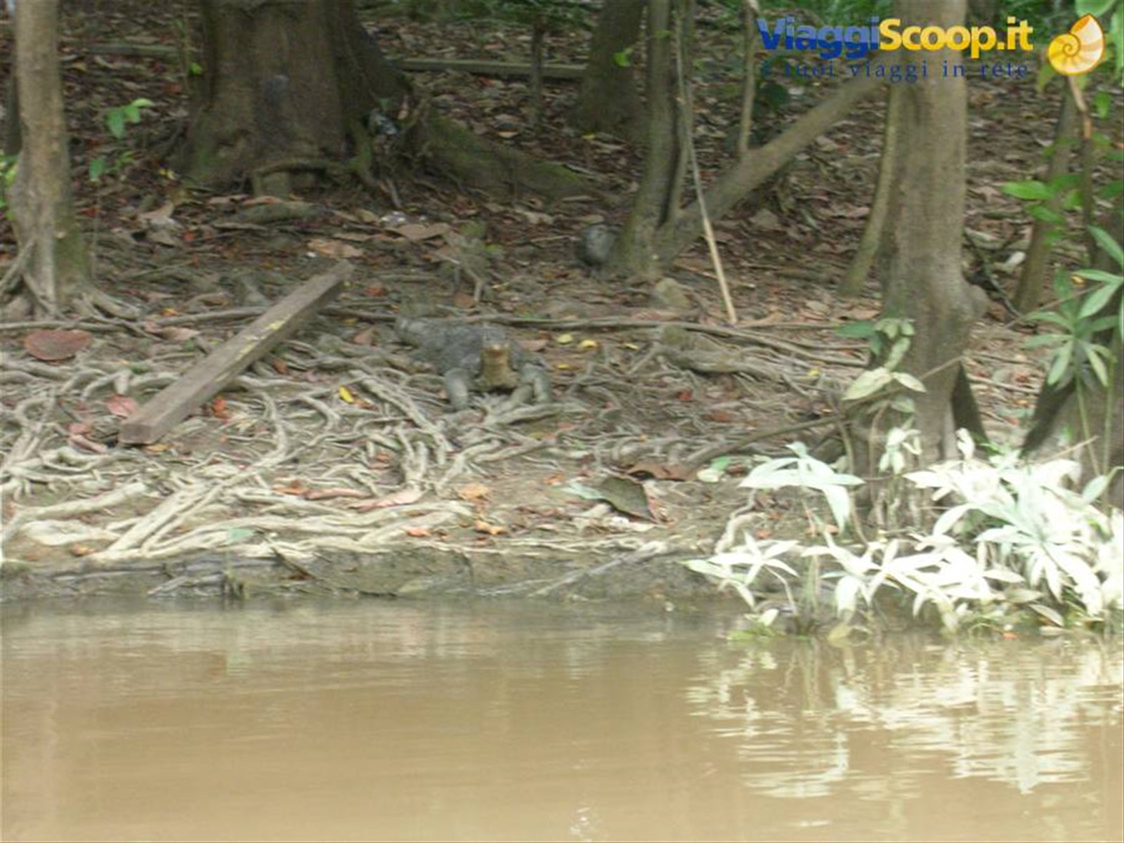 Kinabatangan River