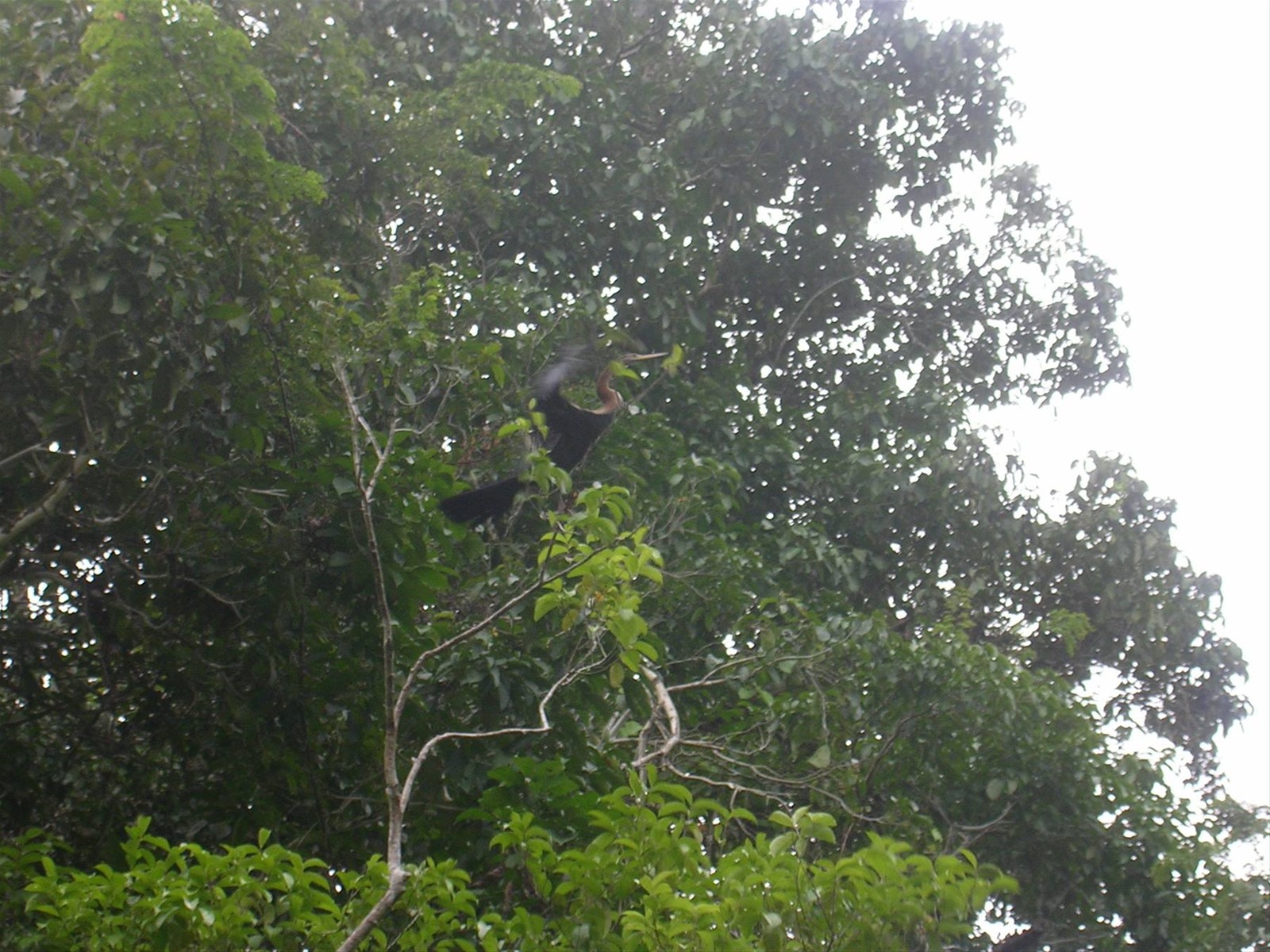 Kinabatangan River