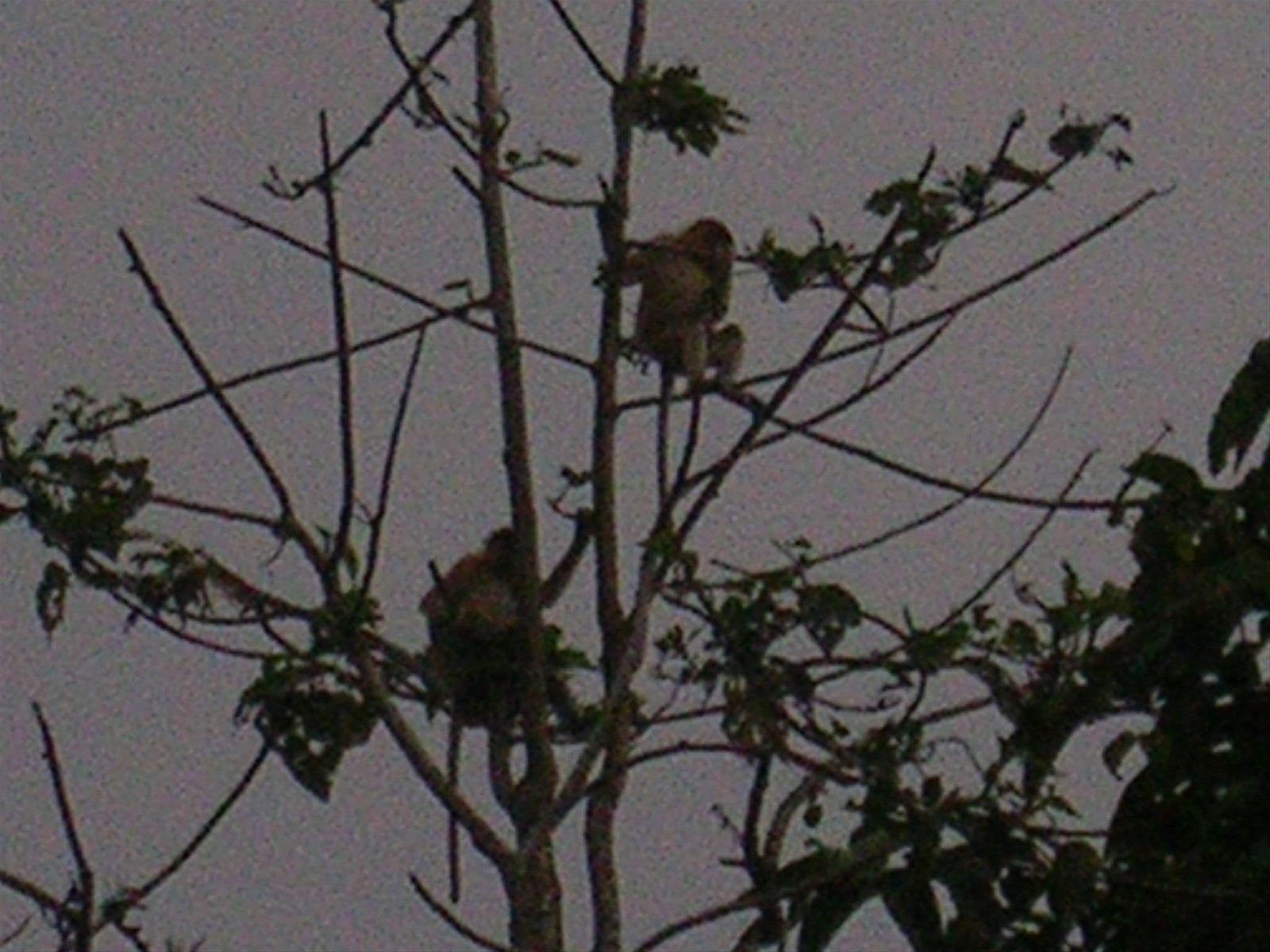 Kinabatangan River
