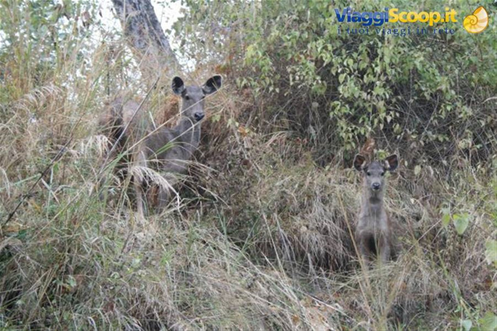 Foto di viaggio in INDIA