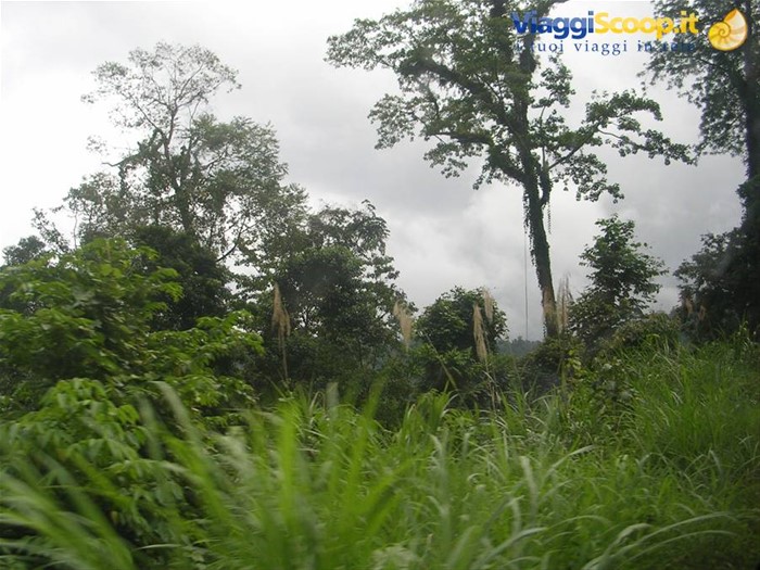 Giungla nel Sulawesi