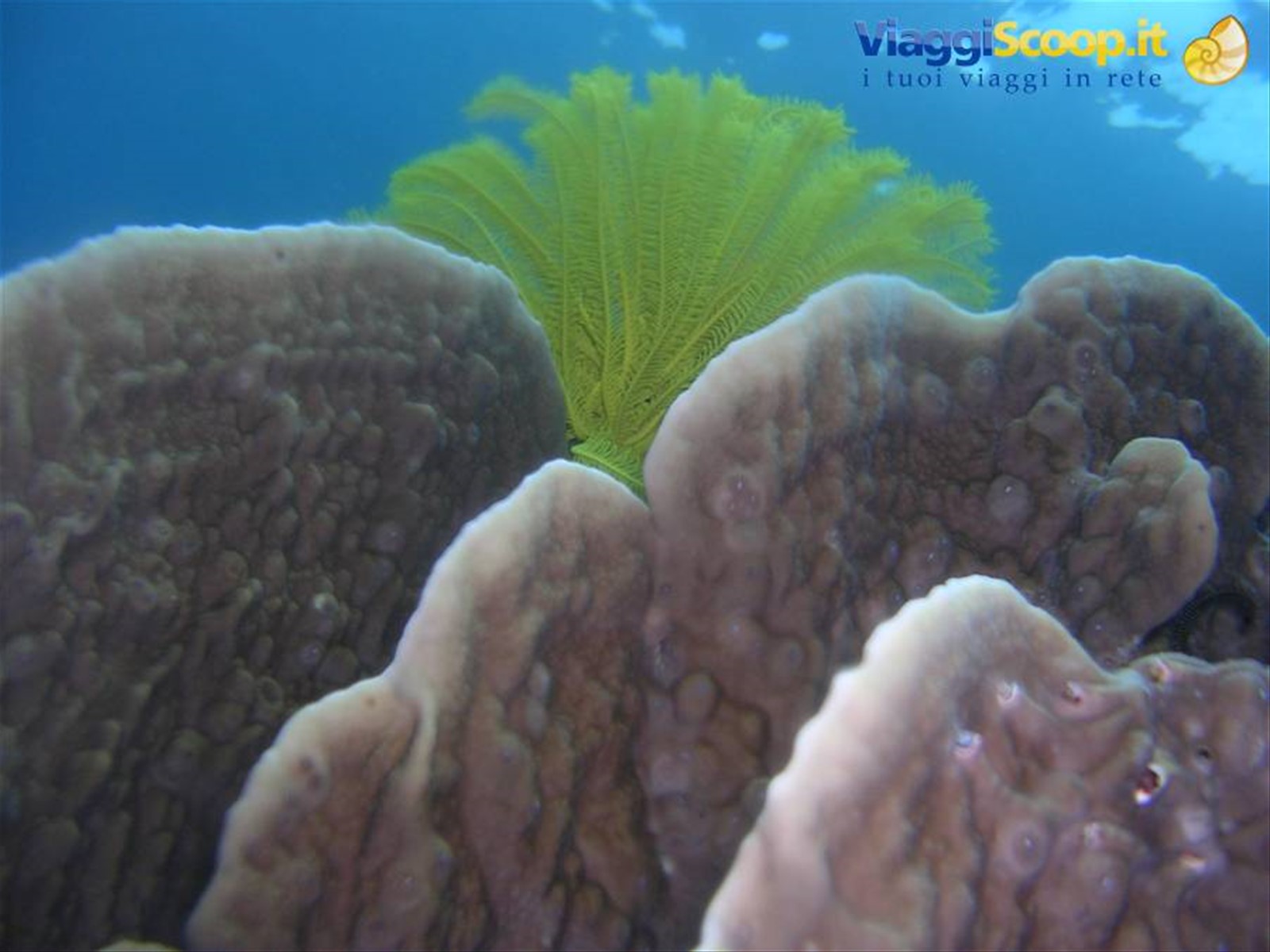 viaggio in sulawesi-molucche