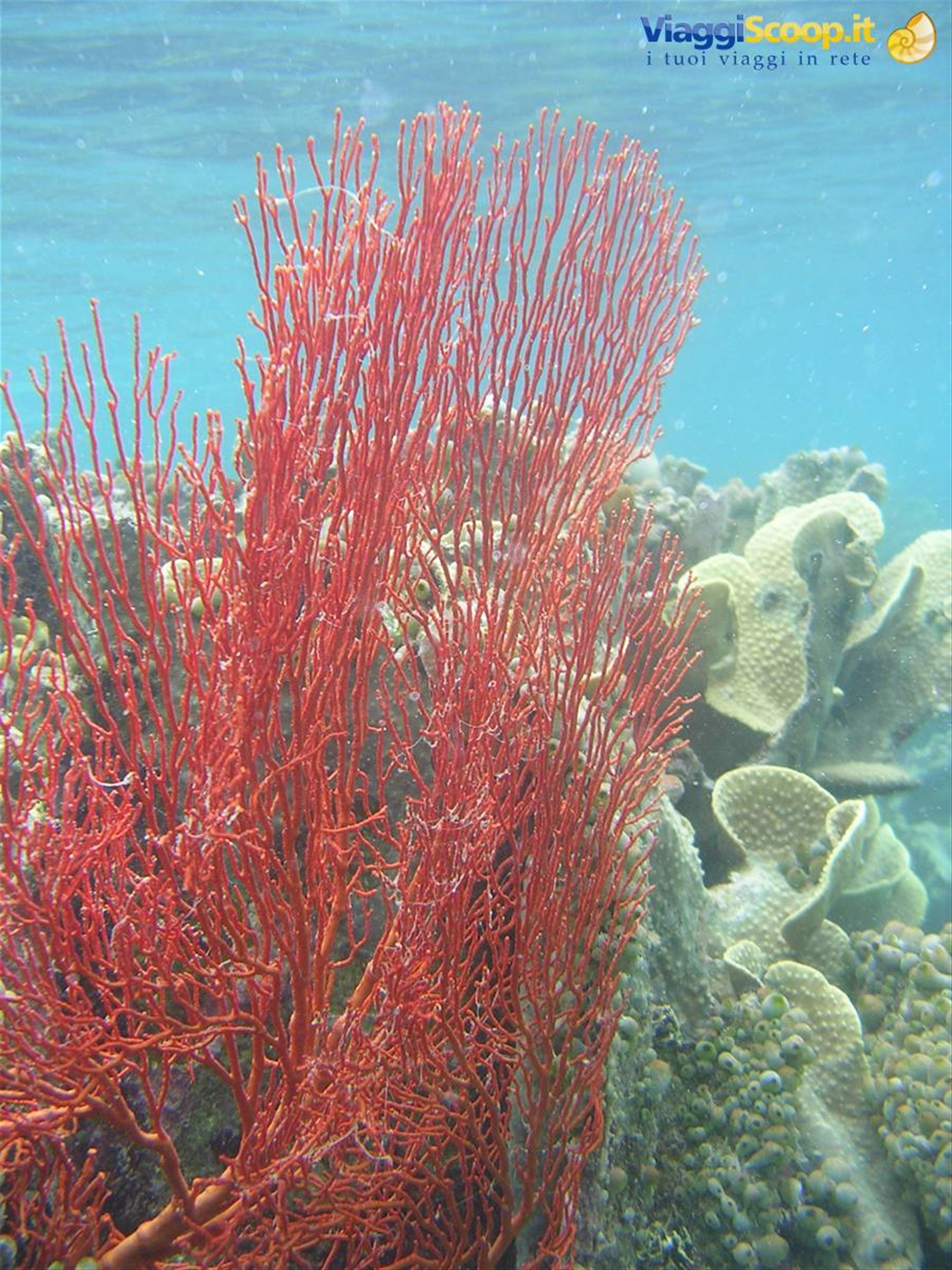 Foto di viaggio in INDONESIA