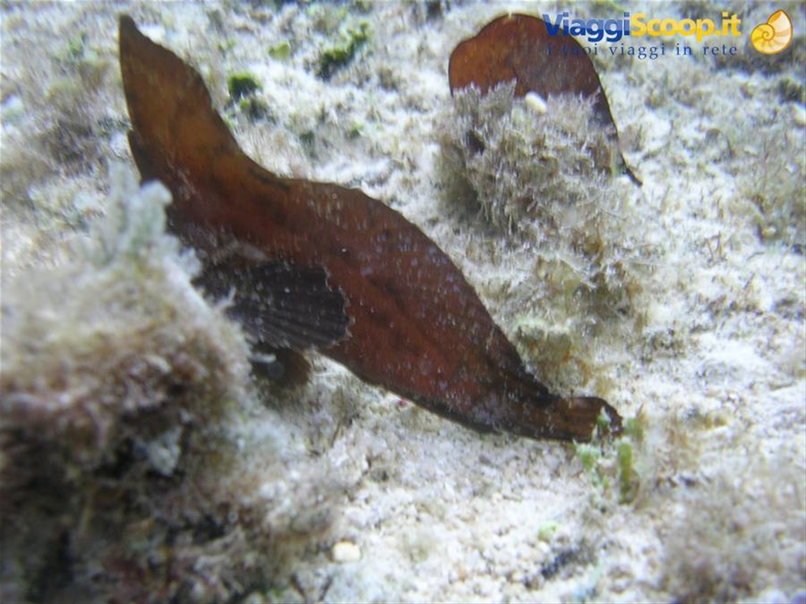 pesce foglia