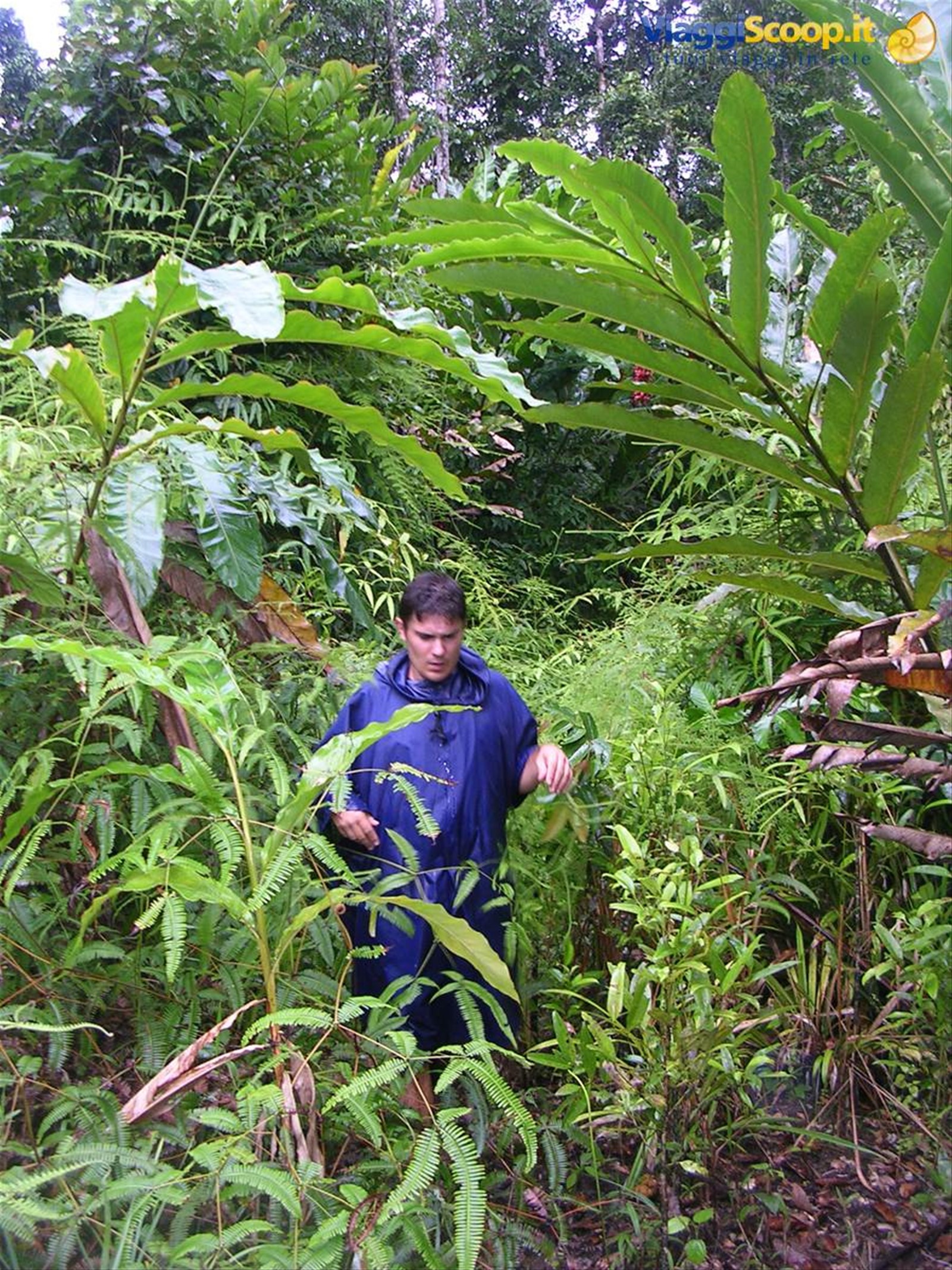 questa è la foresta tropicale!!