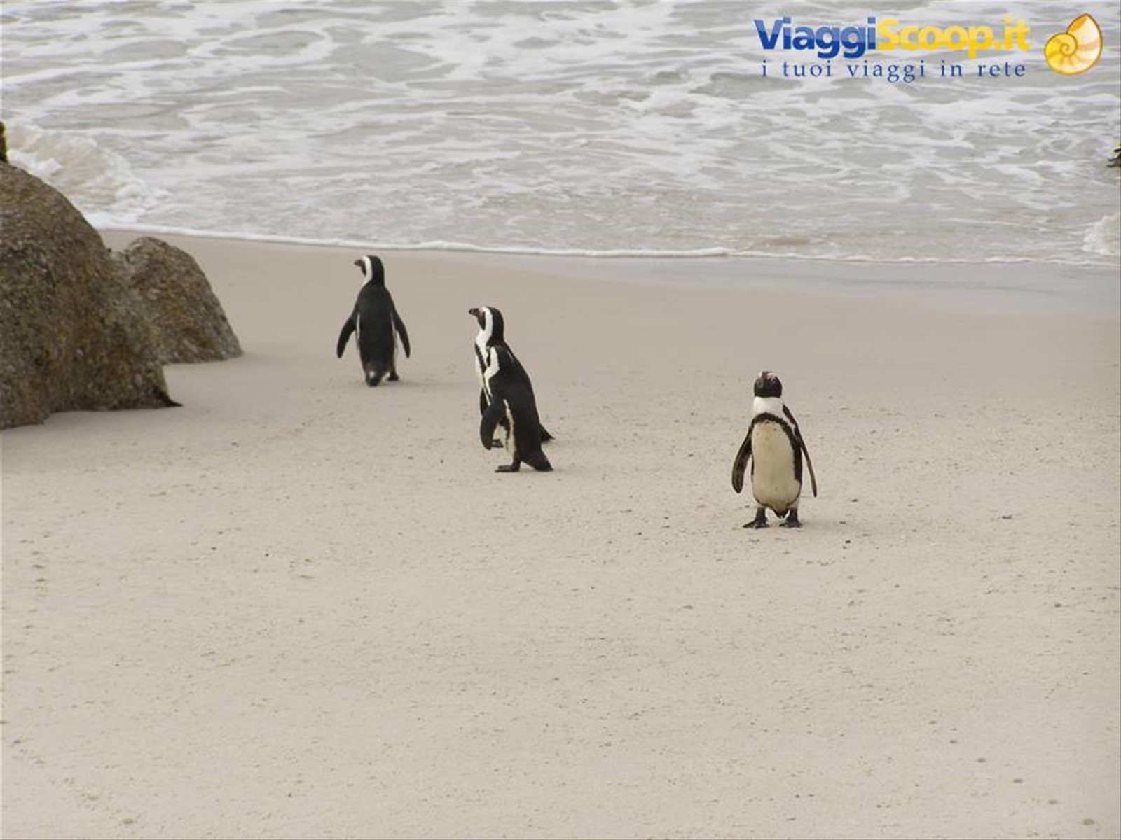 I pinguini di Boulders Beach
