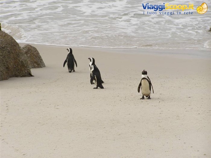 I pinguini di Boulders Beach