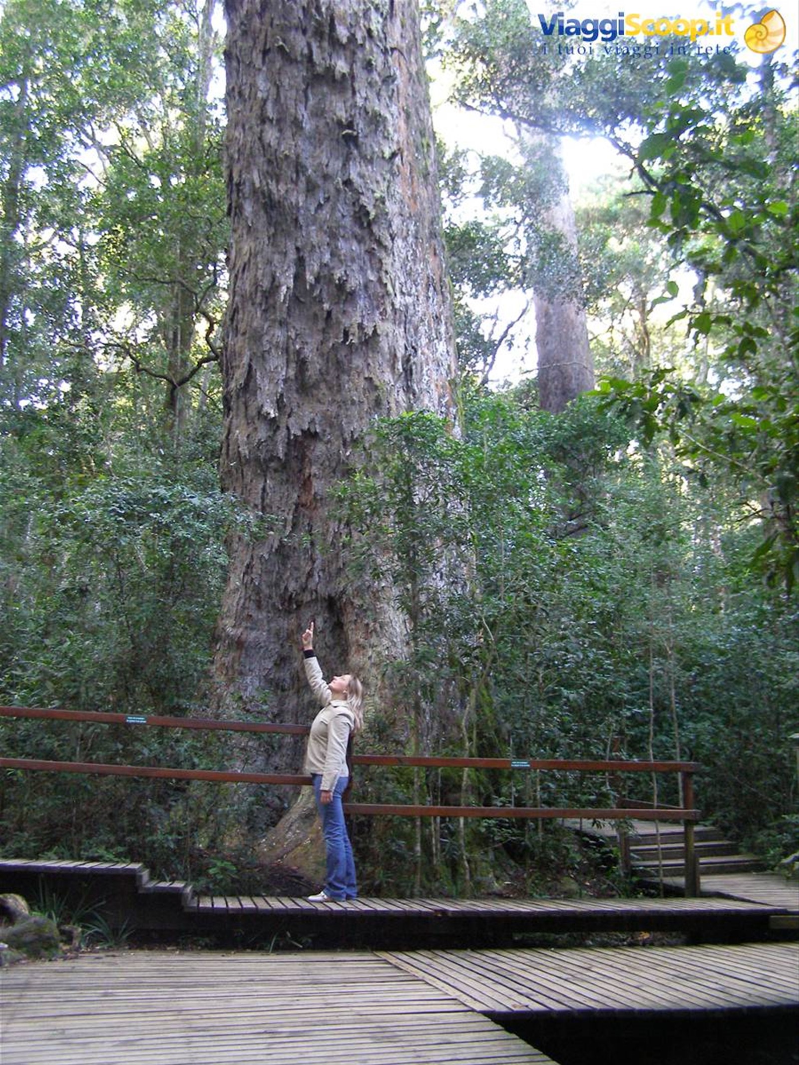 The Big Tree