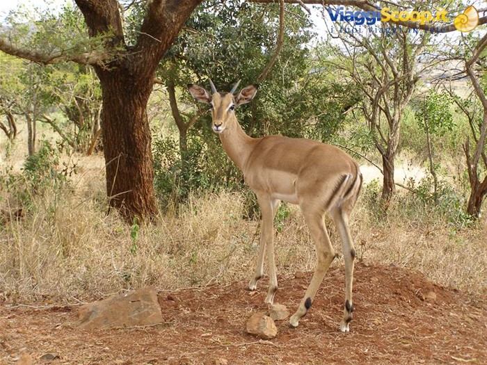 Il nostro primo impala