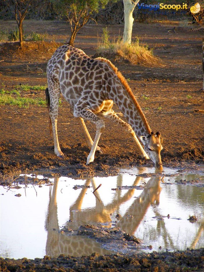 Giraffa