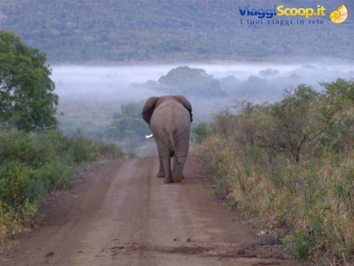 L'elefante