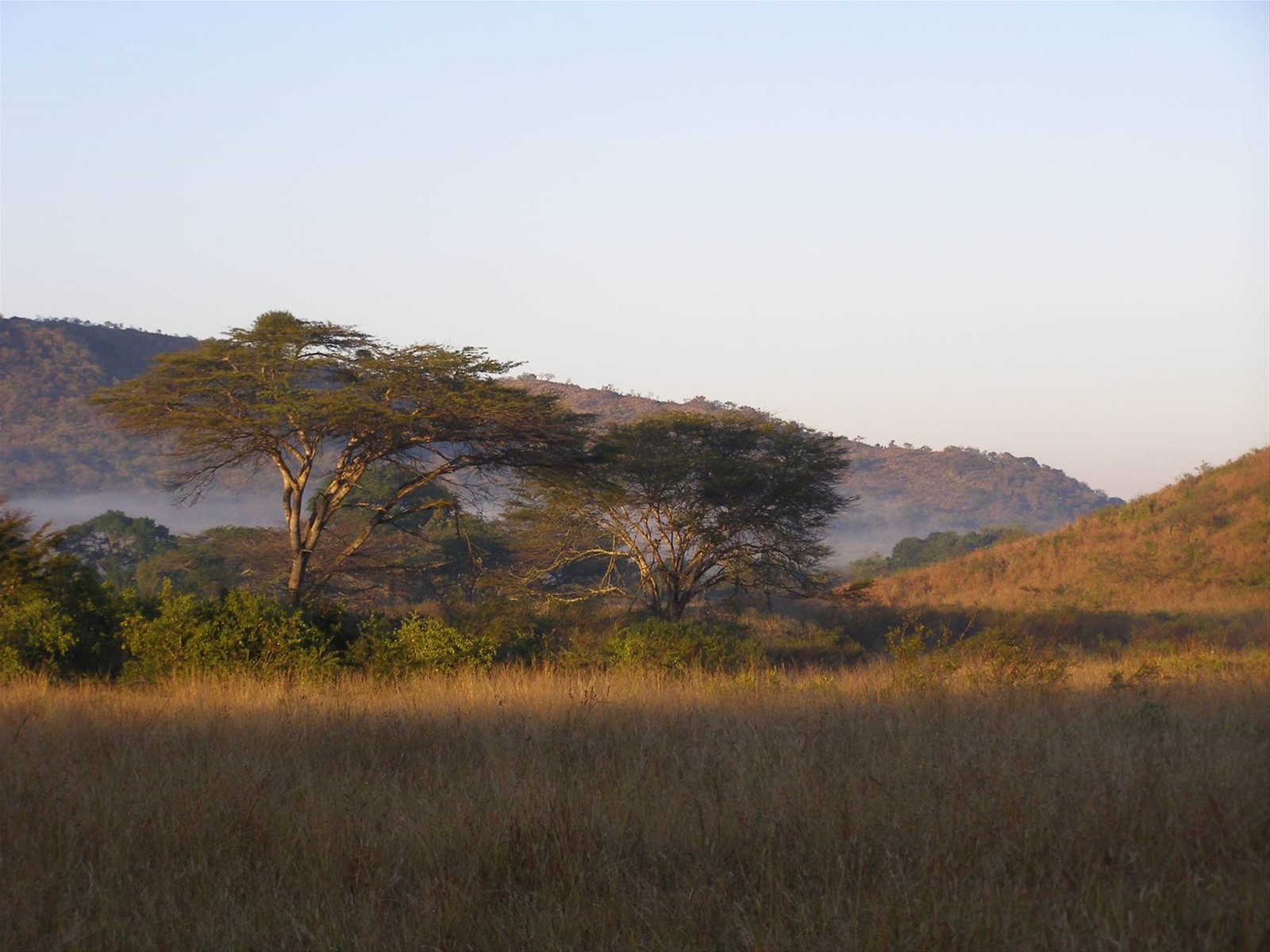 L'alba nella savana