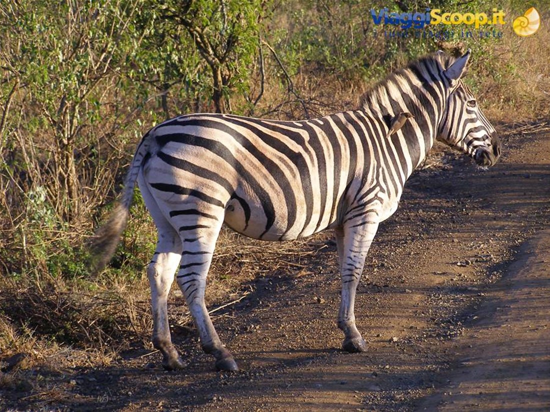 La zebra