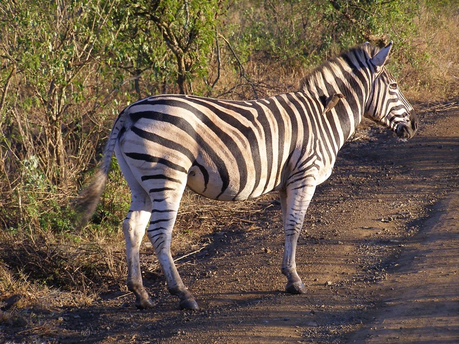 La zebra