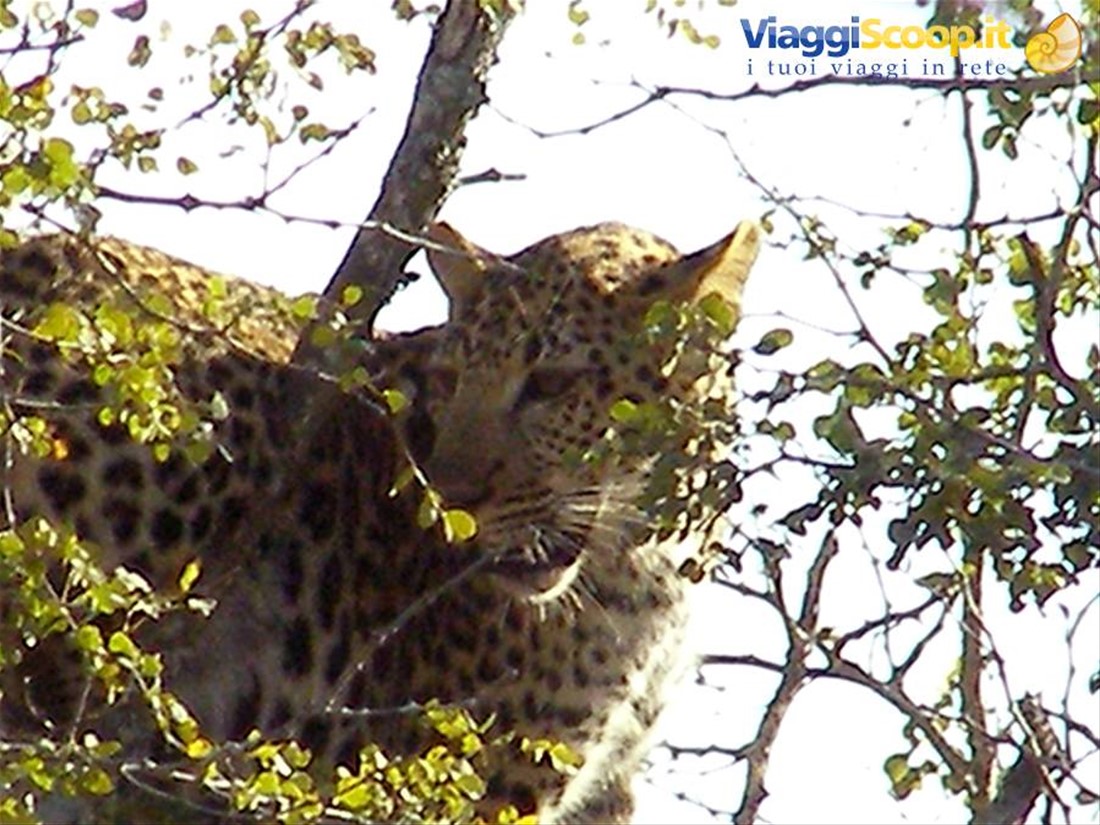Il leopardo