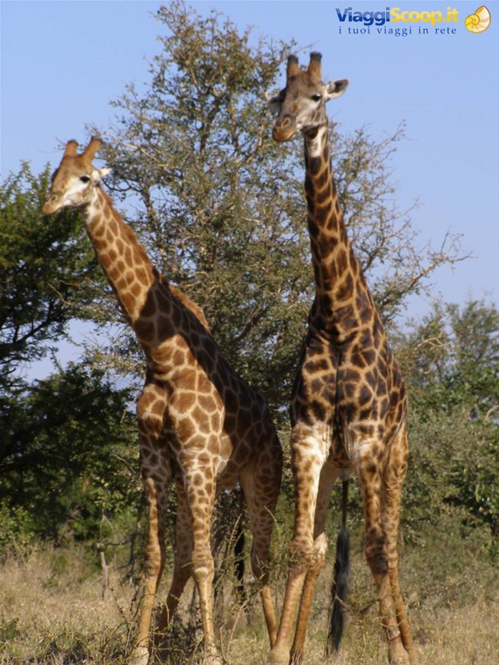 Una coppia di giraffe