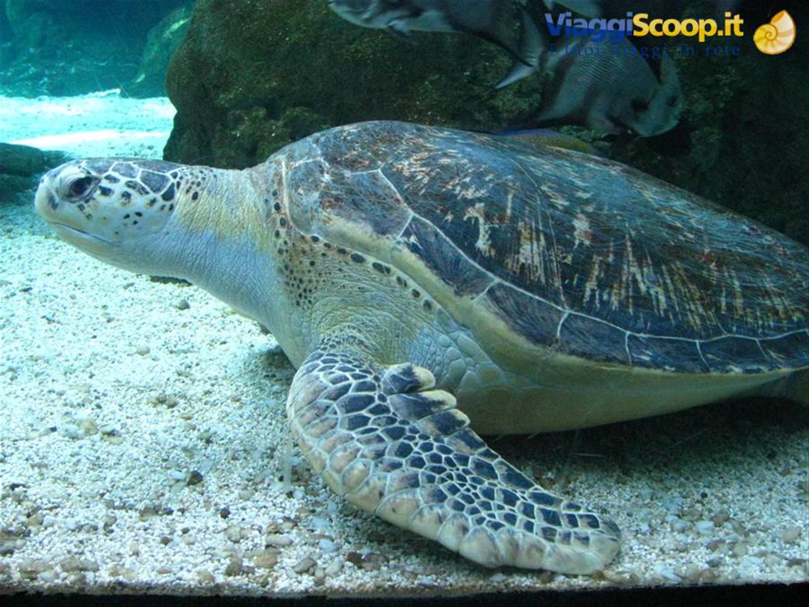 Acquario