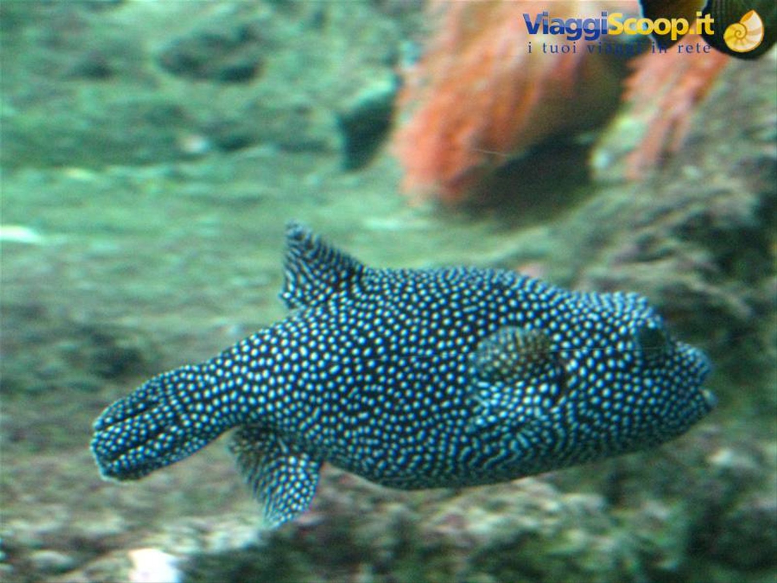 Acquario