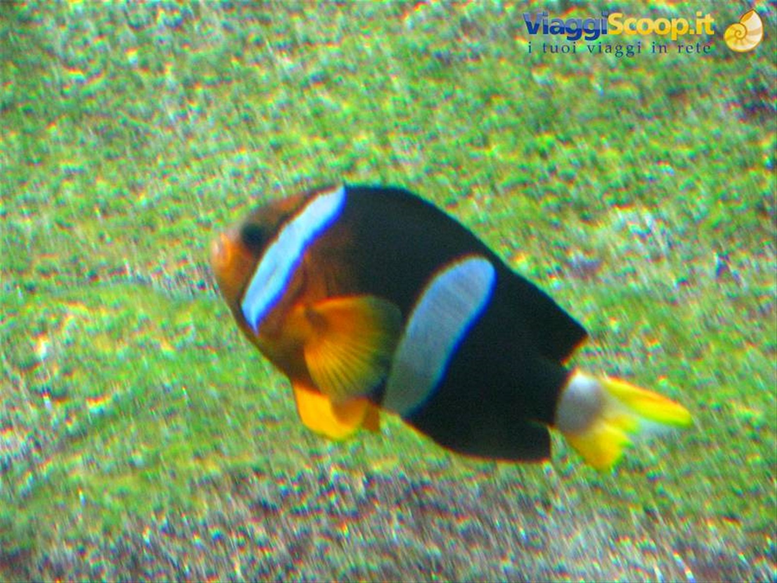 Acquario