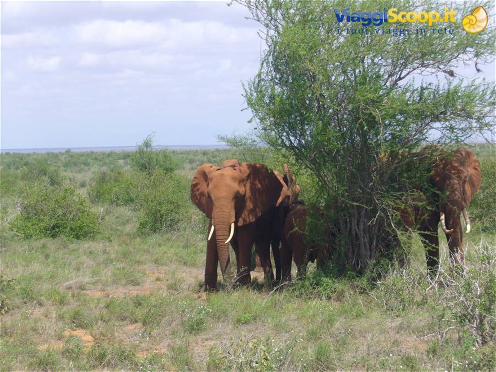 elefanti a Tsavo East
