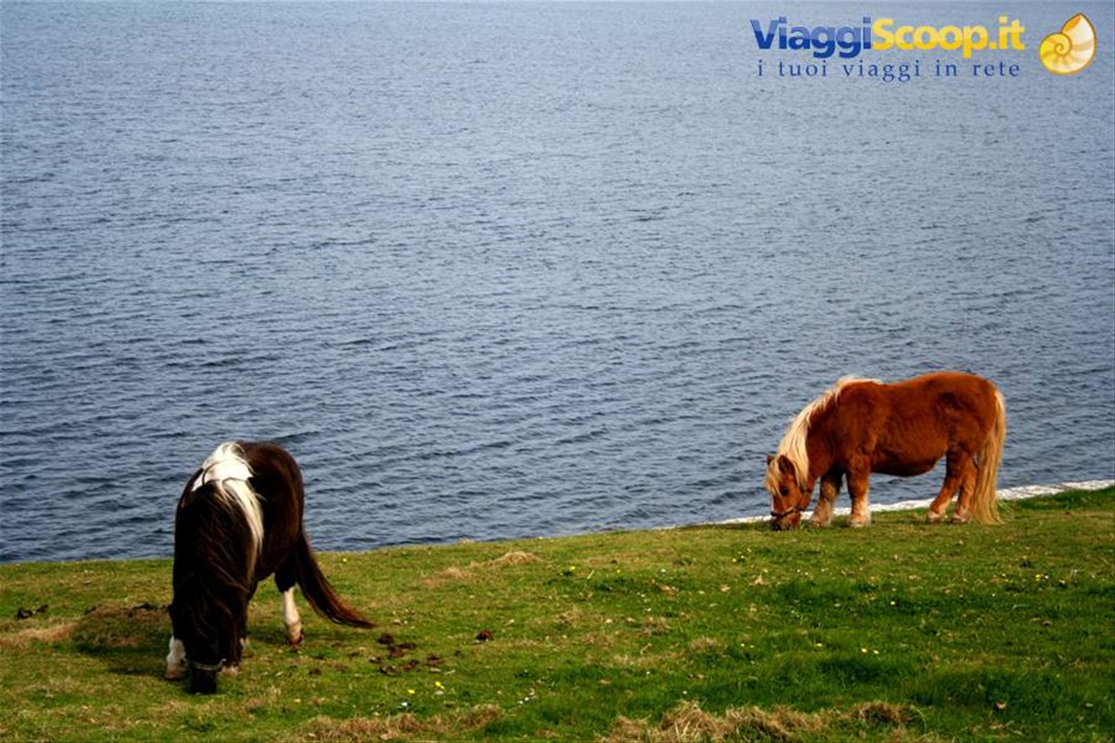 Pony delle Shetland