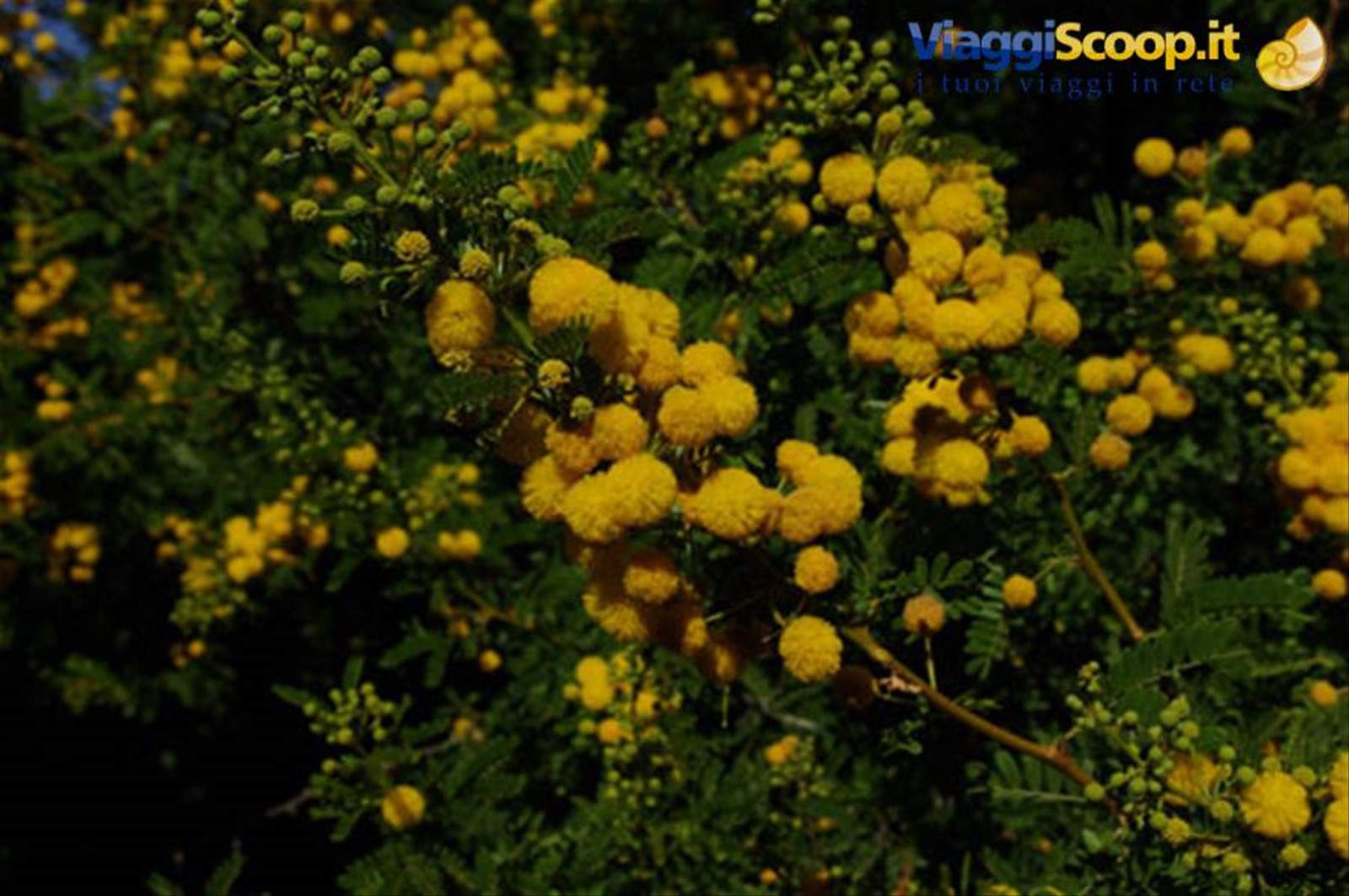 Un campione della ricca macchia mediterranea