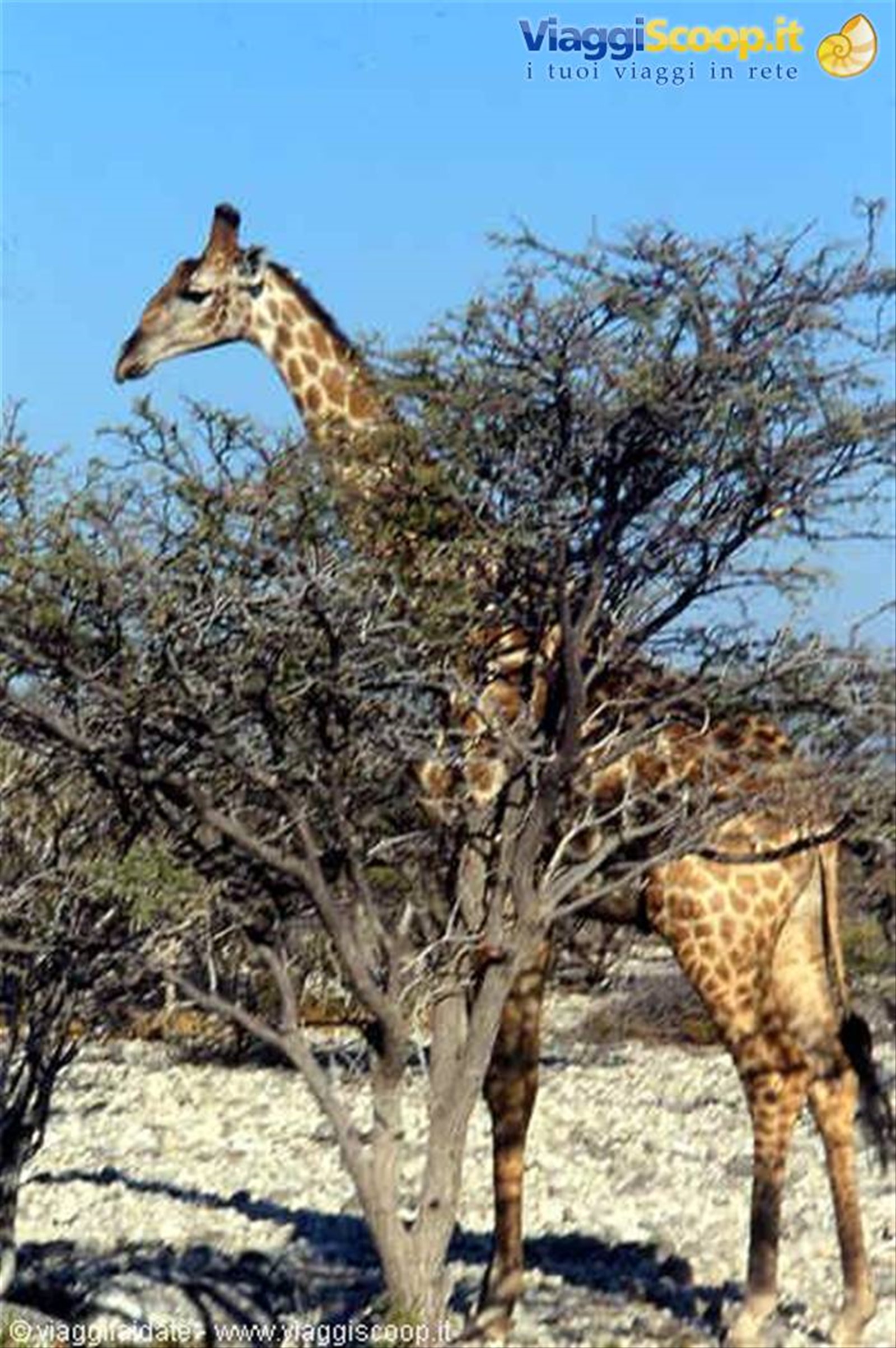 Foto di viaggio in NAMIBIA