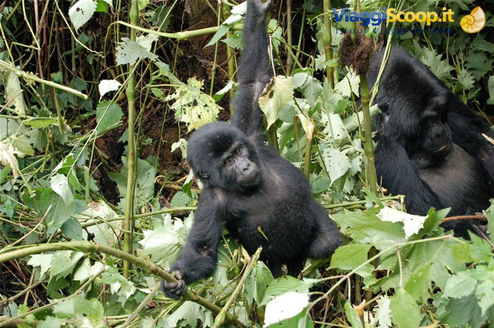 i piccoli di gorilla