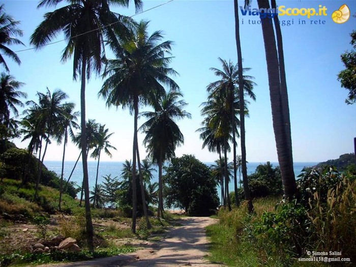 koh tao palme