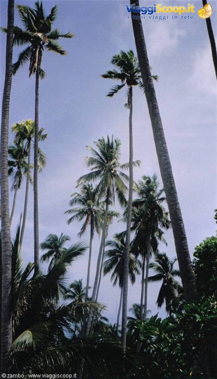 Palme Mabul