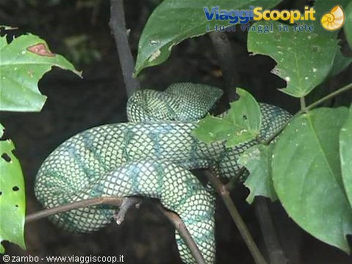 Vipera verde