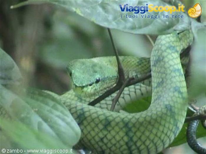 Seconda Vipera verde