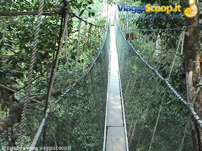 Canopy