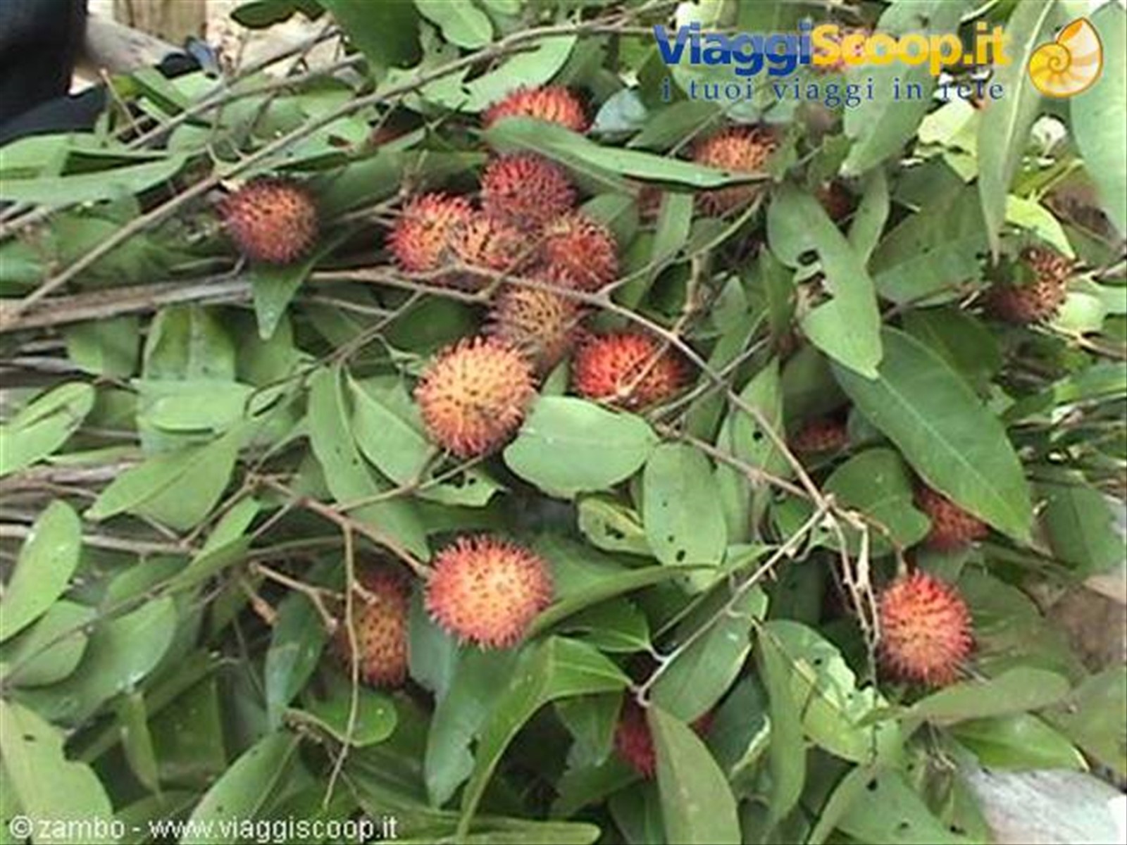 Rambutan