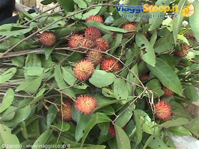 Rambutan